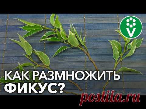 КАК ЛЕГКО И БЫСТРО РАЗМНОЖИТЬ ФИКУС? Простой способ черенкования фикуса в домашних условиях