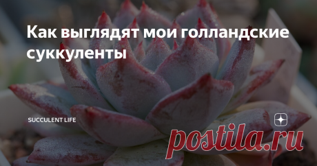 Как выглядят мои голландские суккуленты Да-да, те самые, что чаще всего встречаются на кассах супермаркетов и в садовых центрах.
Часто слышу мнение, что это простые сорта, и ни чего интересного в них нет. Я так не думаю, для меня живучесть и стрессоустойчивость суккулента имеют такое же значение, как и склонность к яркой окраске или компактность формы. Это те растения, с которых я начинала и они все равно не примелькались и радуют