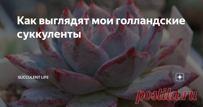 Как выглядят мои голландские суккуленты Да-да, те самые, что чаще всего встречаются на кассах супермаркетов и в садовых центрах.
Часто слышу мнение, что это простые сорта, и ни чего интересного в них нет. Я так не думаю, для меня живучесть и стрессоустойчивость суккулента имеют такое же значение, как и склонность к яркой окраске или компактность формы. Это те растения, с которых я начинала и они все равно не примелькались и радуют