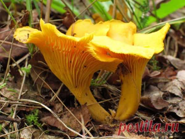 В шоке - Почему лисички никогда не бывают червивыми?