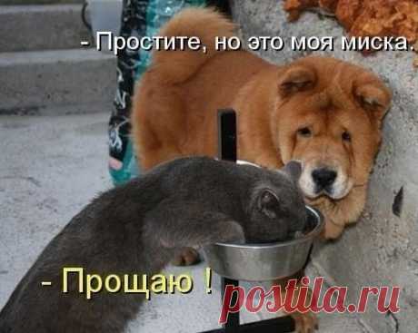 коты