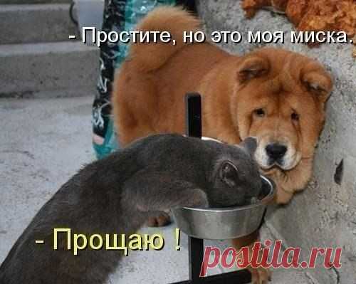 коты
