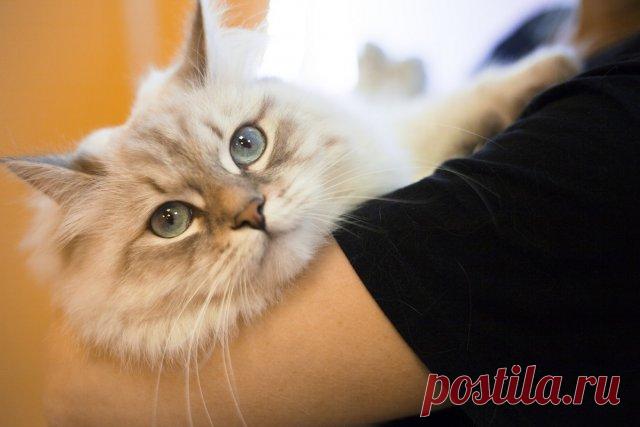 Что нужно знать, если вы решили завести кота | Полезно (Огород.ru)