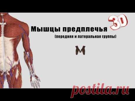 Мышцы предплечья (часть 1) - детальный обзор 3д
