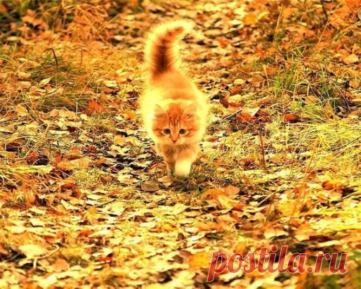 Oсень кpадется)