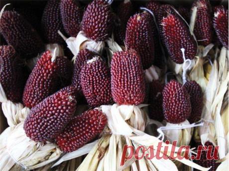 ЗЕМЛЯНИЧНАЯ КУКУРУЗА