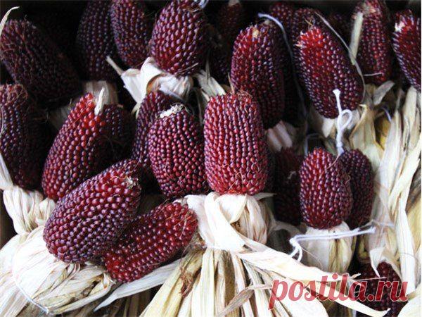 ЗЕМЛЯНИЧНАЯ КУКУРУЗА