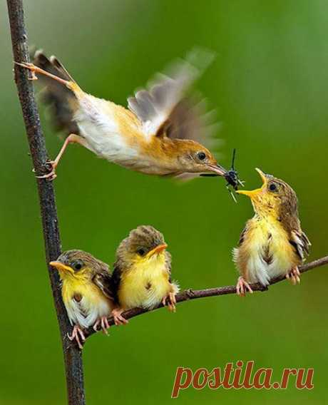 WOA Animal – Google+