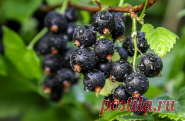 Почему так важно обработать почву под смородиной осенью от вредителей?