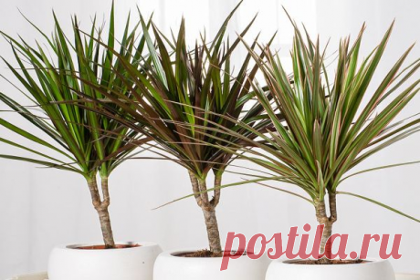 Драцена — как правильно поливать в домашних условиях зимой и летом Виды драцен для выращивания дома
Всего существует более 150 разных драцен, некоторые из них разводятся промышленно для получения смолы, “драконовой крови”, некоторые используются только для декоративн...