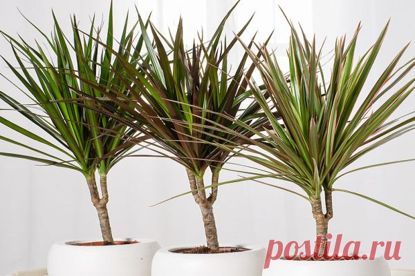 Драцена — как правильно поливать в домашних условиях зимой и летом Виды драцен для выращивания дома
Всего существует более 150 разных драцен, некоторые из них разводятся промышленно для получения смолы, “драконовой крови”, некоторые используются только для декоративн...