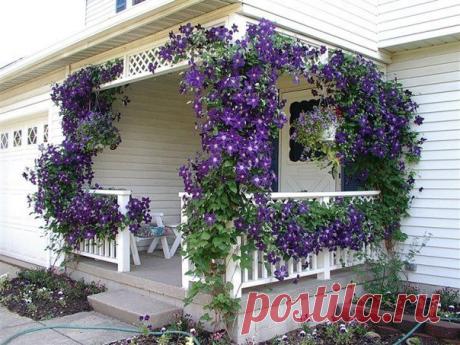 Буйное цветение клематиса - 6 соток