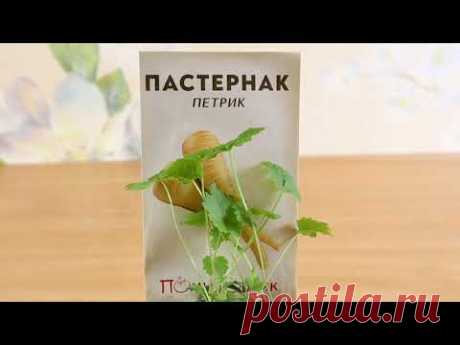 Как высаживать семена пастернака сорта Петрик