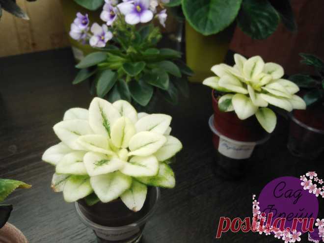 Все мои 13 фиалок, которыми я 