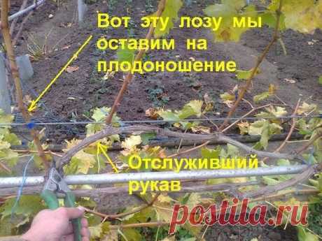 Обрезка винограда для начинающих: когда и как обрезать.

Как правильно обрезать виноград, интересует всех начинающих садоводов. Ведь грамотное формирование лозы – залог хорошего плодоношения. Если виноградник запустить, то ягоды сначала измельчают и будут плохо вызревать. А спустя пару сезонов грозди вообще будут слабо завязываться.
Показать полностью…