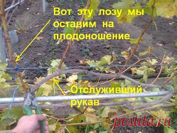 Обрезка винограда для начинающих: когда и как обрезать.

Как правильно обрезать виноград, интересует всех начинающих садоводов. Ведь грамотное формирование лозы – залог хорошего плодоношения. Если виноградник запустить, то ягоды сначала измельчают и будут плохо вызревать. А спустя пару сезонов грозди вообще будут слабо завязываться.
Показать полностью…