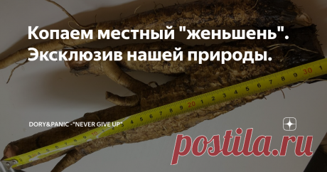 Копаем местный "женьшень". Эксклюзив нашей природы.