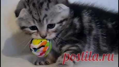 (50) Одноклассники