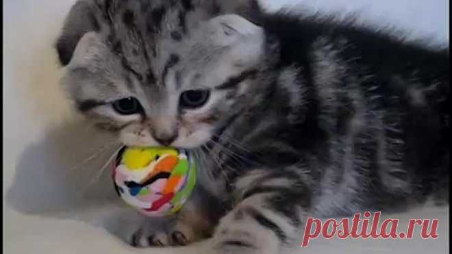 (50) Одноклассники