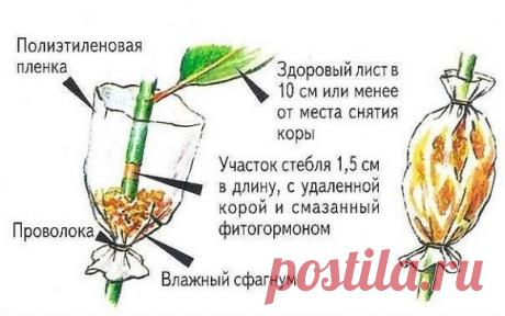 "Воздушные отводки"