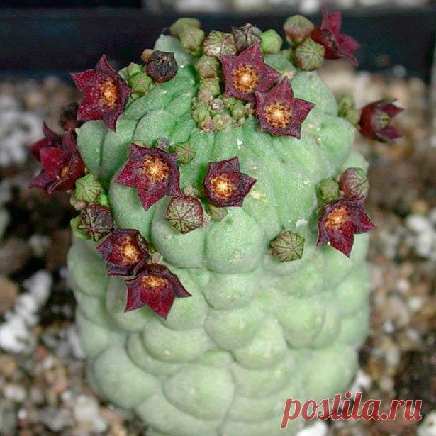 Комнатное растение Трихокаулон (Trichocaulon). Этот род был выделен систематиками растений в отдельную независимую группу суккулентов из кактусо-образных растений, относящихся к роду Гудия (Hoodia). В отличие от последних, трихокаулоны лишены колючек. Их вертикальный толстый стебель покрыт мясистыми листьями, которые плотно соприкасаются друг с другом.