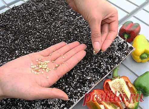 Что посадить в марте? / Домоседы