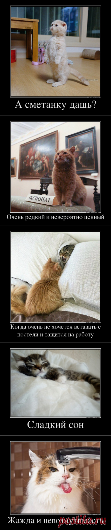 Свежая подборка кошачьих демотиваторов))