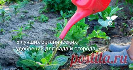 5 лучших органических удобрений для сада и огорода В статье расскажу о своей пятерке самых любимых средств — органических удобрениях, которые можно использовать как для томатов или огурцов, так и ягодников, плодовых деревьев и даже декоративного сада.