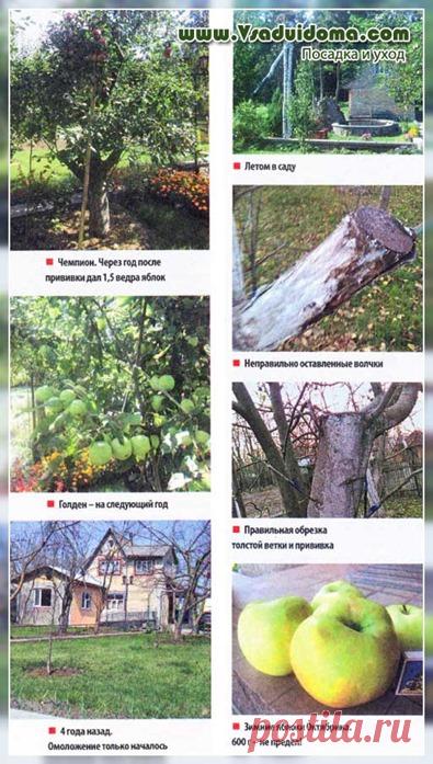 10 советов опытного садовода по уходу за садом | Сайт о саде, даче и комнатных растениях.