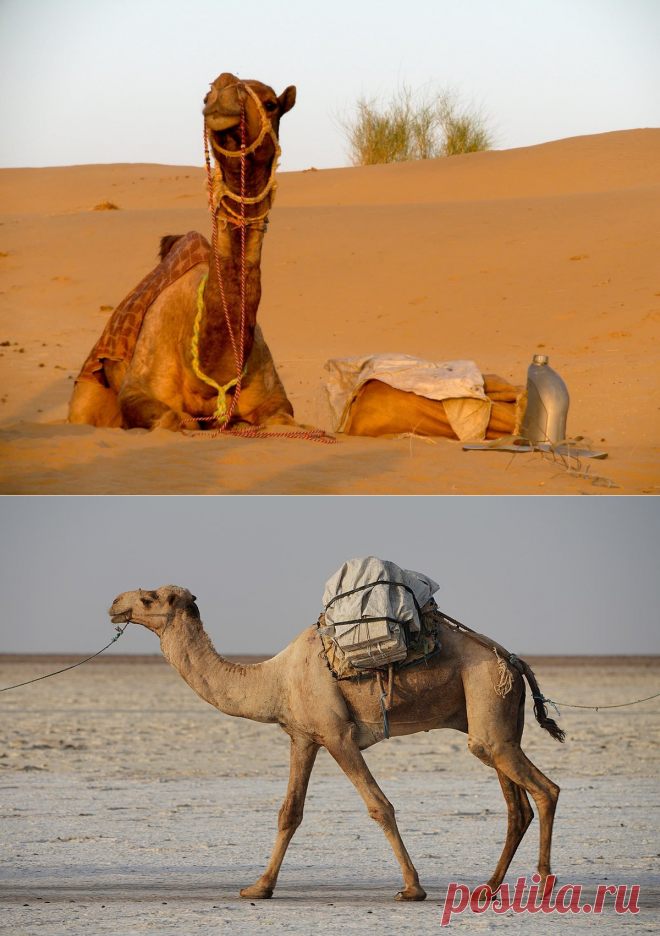 Зачем верблюдам скармливают ядовитых змей