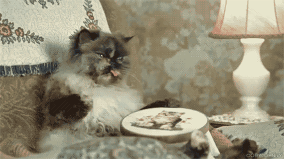 Коты любят вышивать.