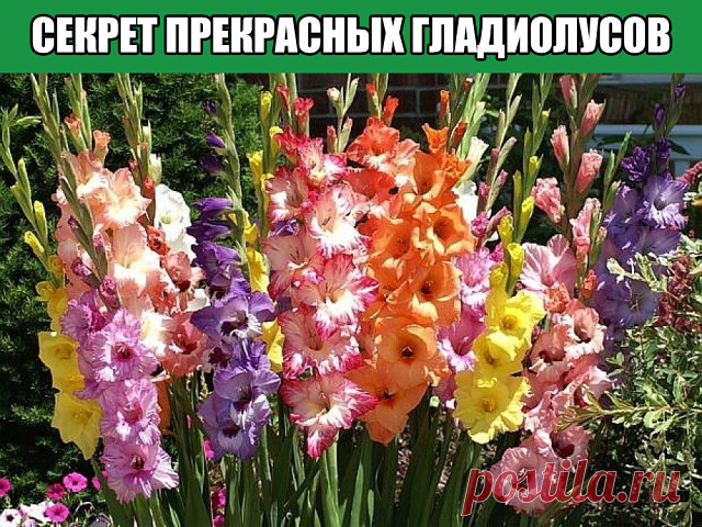 СЕКРЕТ ПРЕКРАСНЫХ ГЛАДИОЛУСОВ: ЛИЧНЫЙ ОПЫТ

Соседи спрашивают, почему у меня такие красивые и большие гладиолусы получаются? Вот я и решила поделиться своими секретами.

Самый главный секрет: я люблю гладиолусы подкормить, а они хорошо на это отзываются.

При появлении второго листа вношу 1 ст. ложку мочевины и 1,5 ст. ложки сульфата калия на 10 л воды, которые выливаю на 1 кв. м посадки. После образования 3–4-го листа делаю подкормку по листьям (30 г мочевины, 30 г сульфа...