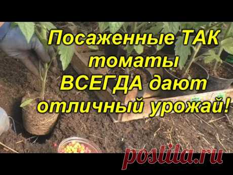 Высадка томатов - легко, просто и урожайно!!! Что положить в лунку при посадке томатов.