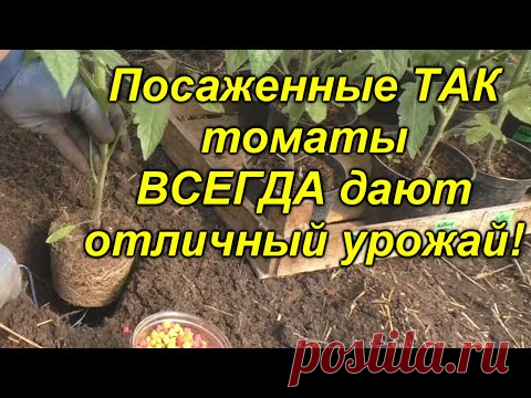 Высадка томатов - легко, просто и урожайно!!! Что положить в лунку при посадке томатов.