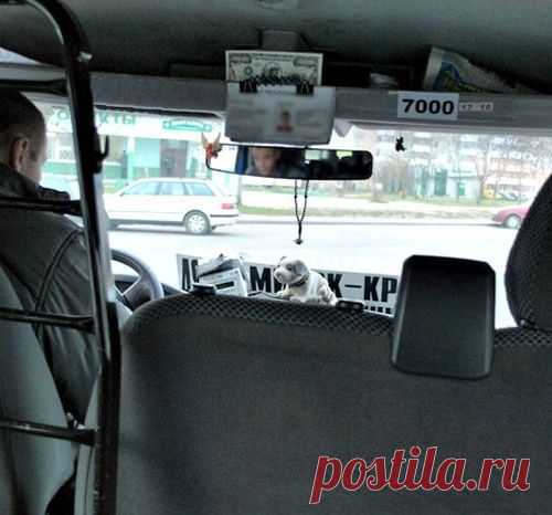 Где Петя