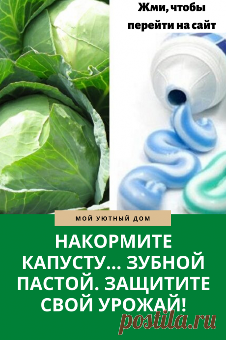 Чем подкормить капусту чтобы повысить урожай