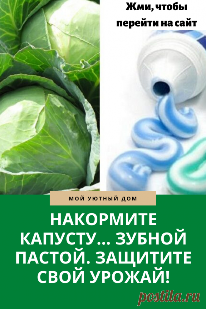 Чем подкормить капусту чтобы повысить урожай