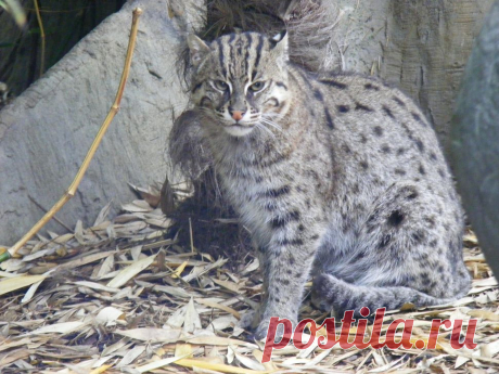 Поразительные дикие кошки — Наука и жизнь