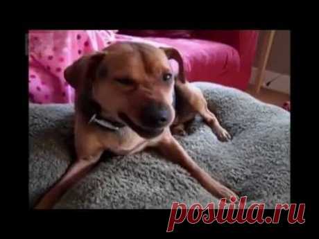 Большая и классная подборка приколов с животными, смешные коты, собаки, попугаи и др. питомцы