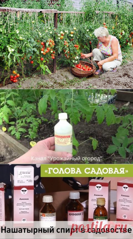 (77) Одноклассники