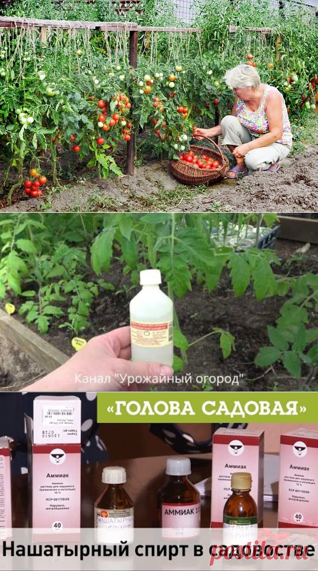 (77) Одноклассники