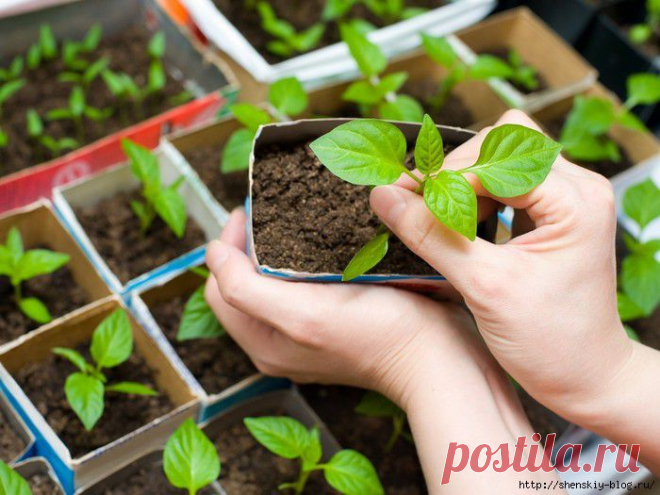 5 СПОСОБОВ ПРЕДОТВРАТИТЬ ВЫТЯГИВАНИЕ РАССАДЫ