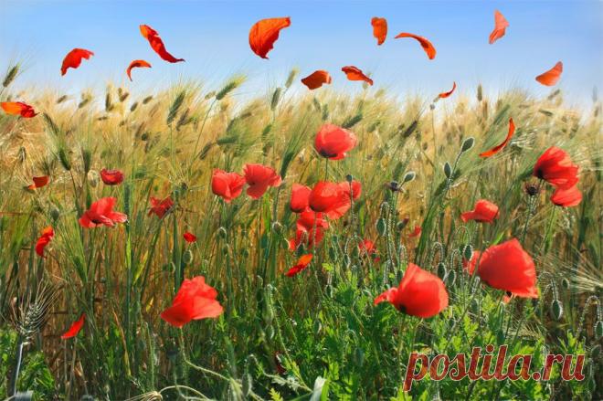 (48) Одноклассники