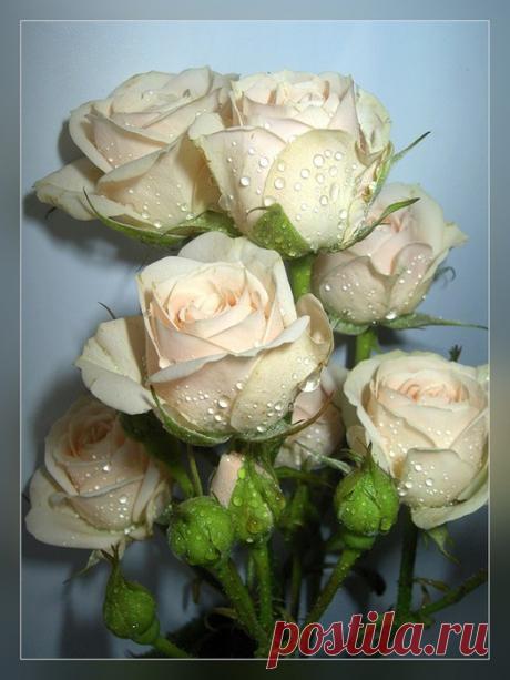 84976376_large_020b593a100606xl.jpg (525×700)