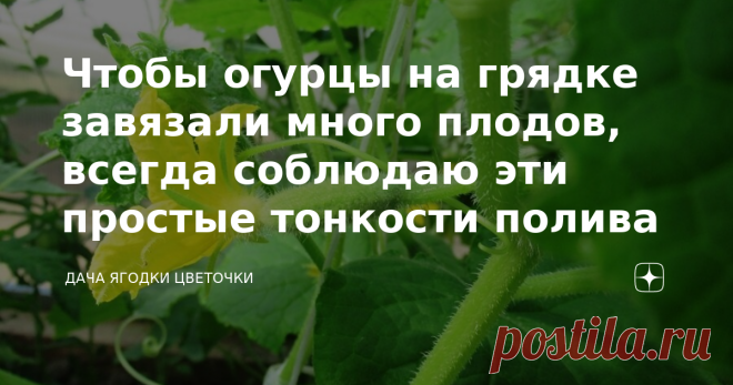 Чтобы огурцы на грядке завязали много плодов, всегда соблюдаю эти простые тонкости полива Огурцы в открытый грунт высаживаю в конце мая, сажаю две грядки, одну семенами, одну готовой рассадой. Те, что сажаю семечками, укрывать проще, использую кусок поликарбоната. Для огурцов, которые высаживаю рассадой, обязательно нужно укрытие. У нас в Марий Эл укрывать огурцы приходится почти до конца июня. Без тепла огурцы расти не будут.  При выращивании огурцов все для них важно, и ...