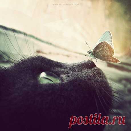 Двойная красота