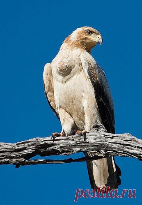 Найдено на сайте flickr.com.