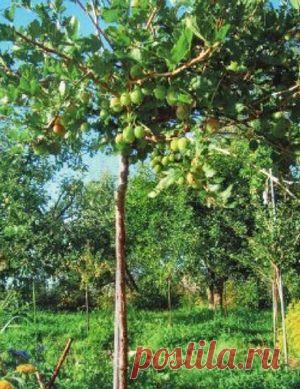 Всё о крыжовнике