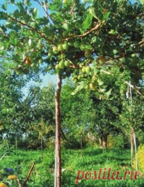 Всё о крыжовнике