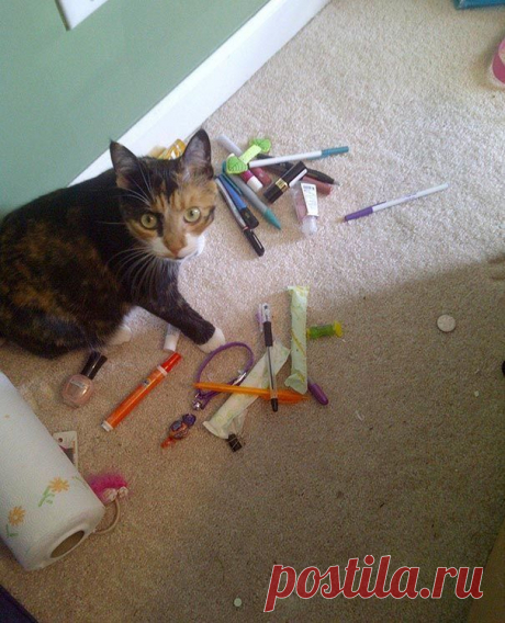 18 котов-воришек, вместе со своими сокровищами / Питомцы